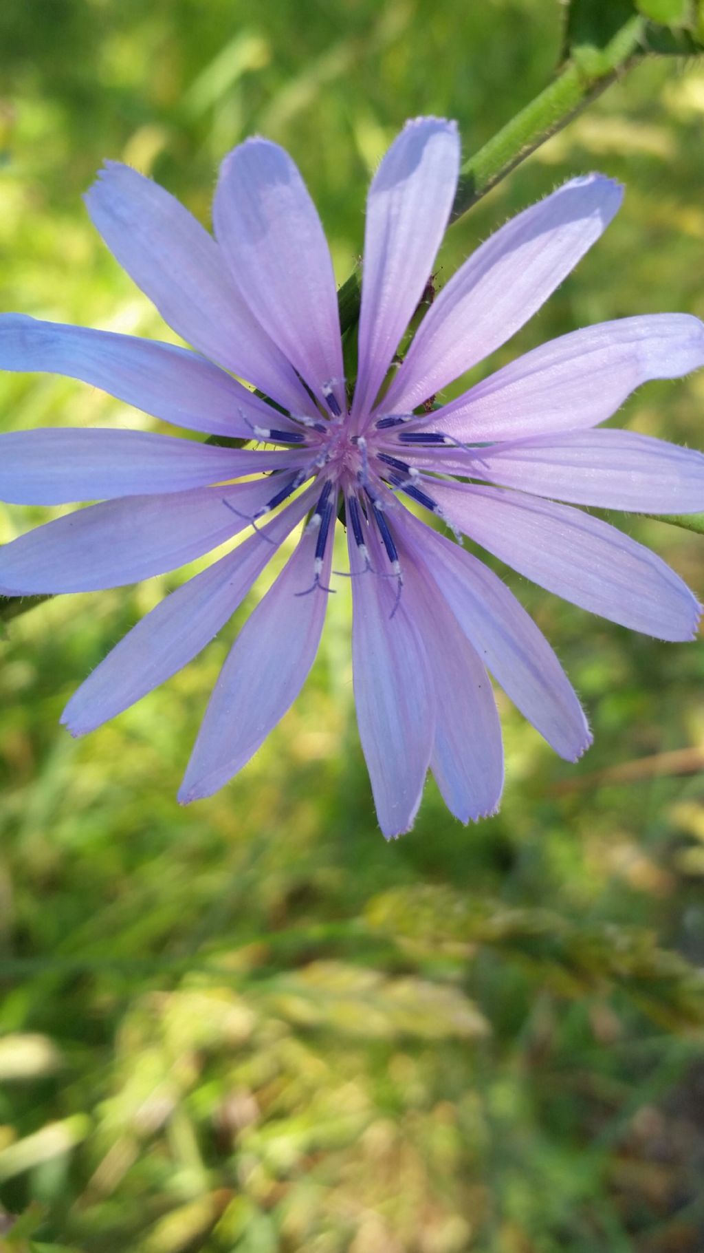 Cichorium intybus